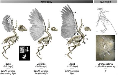 flightless capable frontiersin transitions